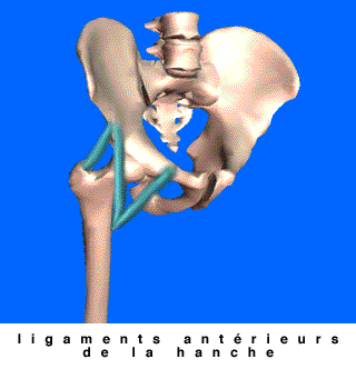 ligament de la hanche